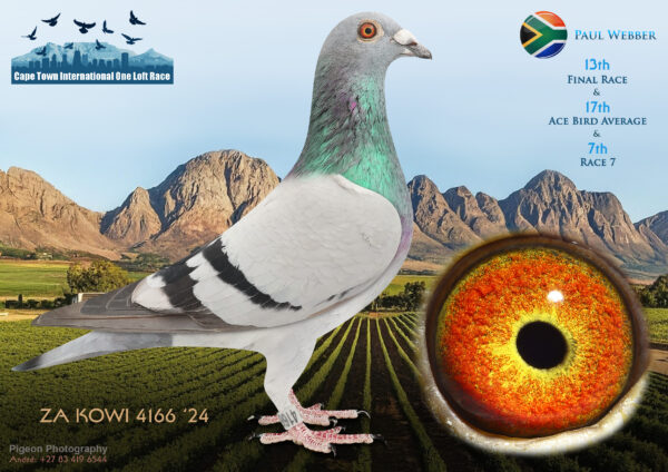 .LOT 7 CAPE TOWN WINTER-Paul Webber-ZA-KOWI-24-4166 –