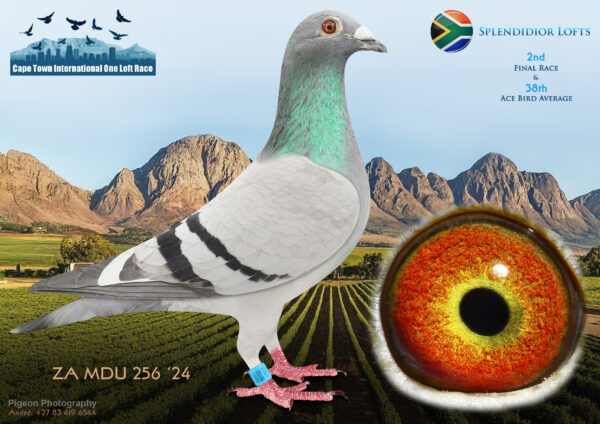.LOT 2 CAPE TOWN WINTER-Splendidior Lofs-ZA-MDU-24-256 –