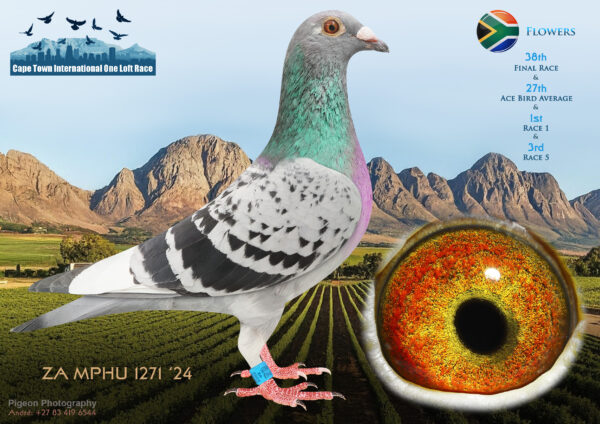LOT 20 CAPE TOWN WINTER-Flowers-ZA-MPHU-24-1271 –