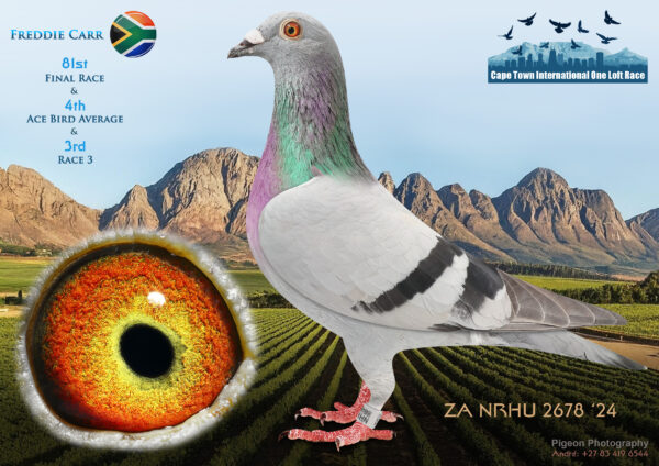 LOT 32 CAPE TOWN WINTER-Freddie Carr-ZA-NRHU-24-2678 –