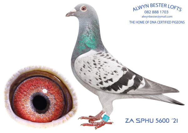 .LOT 8 ALWYN BESTER – 5600 ZA 21 SPHU – Bred from the full brother to Turbo Kittel’s sire mated to a super racing hen at Dinokeng.———-SIRE:90691 ZA 18.Strain: Alwyn Bester Color: Blue Chequer Nestmate brother to “TURBO KITTEL’s” father.90691 has bred numerous winners for Barend Greyling in the last few seasons. Full brother and sister mating to “Golden TT’. These birds cross breeding ability is highly successful for many fanciers across South Africa. This is a once off offer. SUPER BREEDER.———————DAM: 9959 ZA 19 PRPC.Alias “FIRST CHOICE” Strain: Alwyn Bester Color: Blue Bar.SEE PEDIGREE!!!!