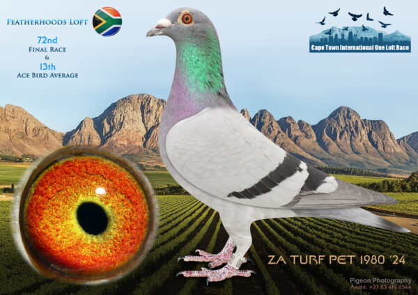LOT 30 CAPE TOWN WINTER-Featherhoods Loft-ZA-TURFPET-24-1980 –