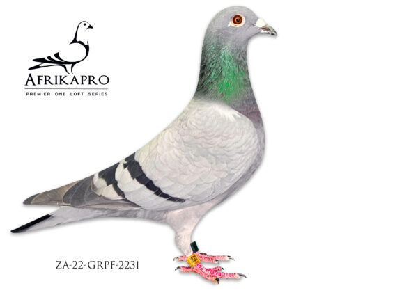 LOT 26 END AUGUST –  ZA 22 GRPF 2231 -Sire bred Eastern Cape Ace Pigeon and 2nd Final 2021 Dam was 10th Final Sapir 2022——SIRE:2084 ZA 18 TRPF.Alias “Unrung Moffie” Strain: Tom Lock X Verstraete Color: BC Full brother to ZA 18 TRPF 3000. Best Yearling club and Best Bird club. Full brother to 2nd Fed for J De Beer 2021 Half Brother to 46th Super Ace Victoria Falls OLR 2021 His first baby won 1st Ace Pigeon Eastern Cape OLR 2021. Sire HS1 Winner Allflite Summer 2022. Hes was basketed 5 times and was 1st bird twice. I flew him as a hen as he is very small.———–DAM:6873 ZA 21 WYNL.Alias “810 Boss Lady” Strain: Webster X OOA Color: BC 10th Sapir Olr Final.SEE PEDIGREE!!!