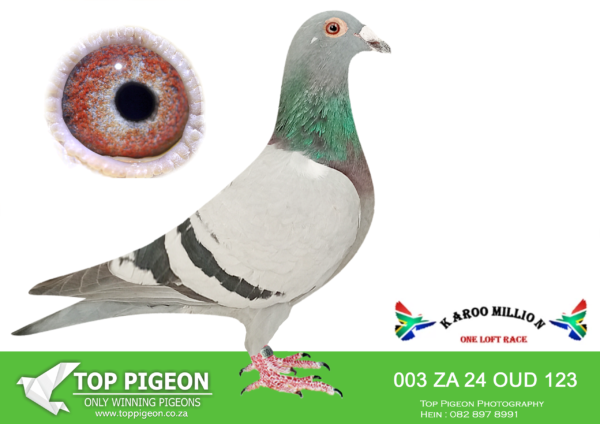 LOT 43 KAROO MILLION OLR – OUDELUCK-003 OUD 2024 -SIRE:ZA BPFD 2445 2020 NAME: lunior Gaddin NAME: Junior  Son SEX: cock FAMILY: Junior\ Gaddin COLOR: blue ha Gadih COLOR blue bar w Direct Junior/ Gaddin cock from the Kings. Son of Junior / Gaddin super pair.———DAM:ZA PPS 08888 NAME MIni  r NAME: Mini Princess – Carnival Winter Hen SEX: hen FAMILY: Clausing COLOR: blue bar Best Breeding hen for Oudeluck .SEE PEDIGREE!!!