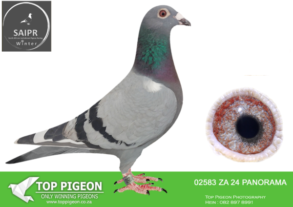 LOT 29 SAIPR AUCTION B -IGNIS & Visser & Radford-ZA PANORAMA 02583 2024*** –