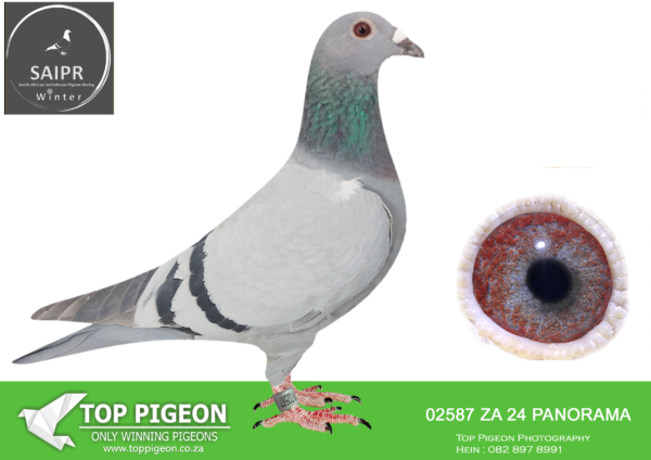 LOT 17 SAIPR AUCTION A – IGNIS & Visser & Radford-ZA PANORAMA 02587 2024*** –