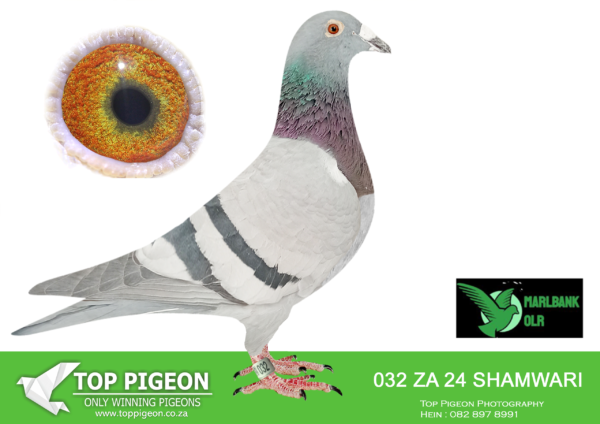 .LOT 4 MARLBANK OLR – LAUREN’S LOFTS-ZA-24-SHAMWARI-032 –