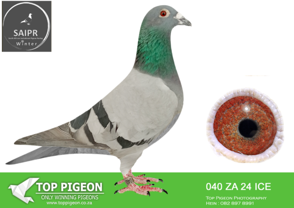 LOT 97 SAIPR AUCTION 2 – Karoo Million-za ice 24 040*** –