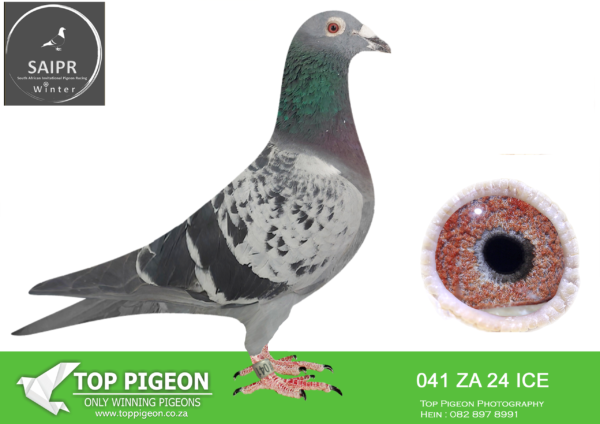 LOT 34 SAIPR AUCTION B -Karoo Million-za ice 24 041*** –