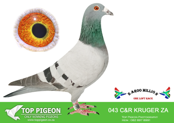 .LOT 7 KAROO MILLION OLR – KRUGER FAMILIE-043 C+R KRUGER 2024 -SIRE:ZA GRPF-20-130 C.Direct to stock in 2021. Brother to super hens in our stock loft. Grandon of ‘Lot 7′ foundation cock ! Brother to legendary racers ’26’ a top  breeder and 7 x winner also ’47’ a 5 x winner!! This cock has bred 3. winners to date. Super strong & robust cock!———-DAM:1302 DV 18. Alias “”Halover Gaby”. SEE PEDIGREE!!!