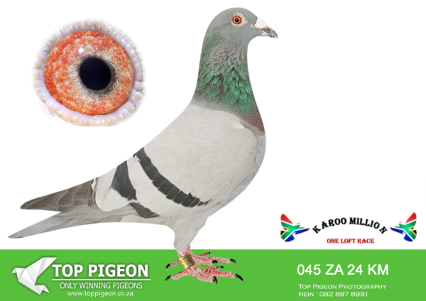 LOT 25 KAROO MILLION OLR – KRUGER FAMILIE-045 KAROO MILLION 2024 –