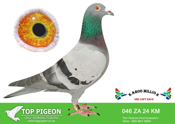 LOT 22 KAROO MILLION OLR – KRUGER FAMILIE-046 KAROO MILLION 2024 –