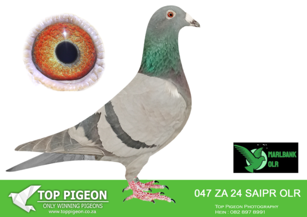LOT 29 MARLBANK OLR – SAIPR T4-ZA-24-SAPIR-047 –