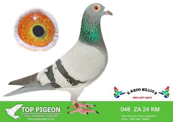 LOT 61 KAROO MILLION OLR – KRUGER FAMILIE-048 KAROO MILLION 2024 –