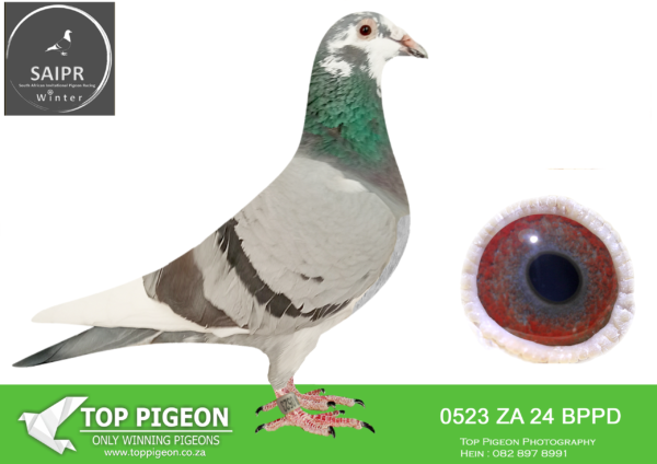 LOT 87 SAIPR AUCTION 2 – Qui & Sparks-za bppd 24 0523 · CHALLENGE –