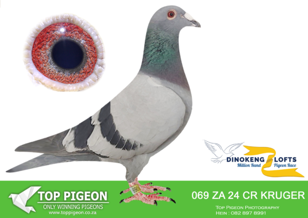 LOT 49 DINOKENG OLR – C & R KRUGER-ZA C&R KRUGER 24- 069 HEN -Full sister to ”GOLD DUST” Karoo Million 045/24 she flew 2nd in Gold ring race winnig R 25000.————SIRE:34818 17 ZA.Alias “halfbrother car winner”. TWILIGHT/TURBO TOM. His halfbrother is 5x winner Gauteng combine car winner “06239/13′.————DAM:296 23 KGL.Alias “Daniels Gold”. BEST KITTEL X KITTEL. This is a super handeling Best Kittel x Kittel hen. Silky soft feathering and suppel muscles with a beautiful breeding eye. Study her pedigree and see the quality birds and ace pigeons’. Future foundation hen!!SEE PEDIGREE!!!
