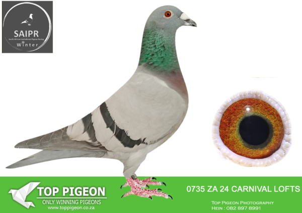 LOT 34 SAIPR AUCTION 2 – Danie Erasmus-za carnival lofts 24 0735*** -SIRE: ZA 21 PSWU 1357. TOM LOCK.————– DAM: ZA 23 629 BBAR ——-5TH ACE BIRD. TOM LOCK/HOUBEN/JANSEN.SEE PEDIGREE!!!