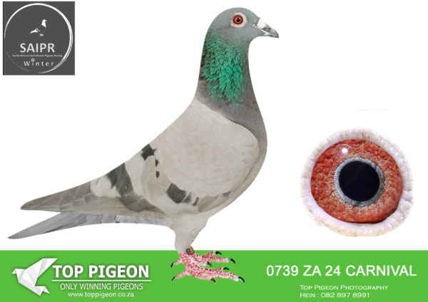 LOT 43 SAIPR AUCTION 2 – Danie Erasmus-za carnival lofts 24 0739*** -SIRE:DV 22 08897 1137. SG STEFFL.BRED OUT OF THE BEST BIRDS OF SG STEFFL.————-DAM:420 ZA 23 WPU.KAASBOER FROM HARRY WILLSON.SEE PEDIGREE!!!