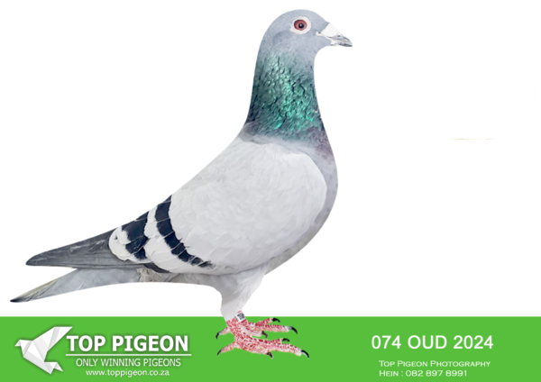 .LOT 8 KAROO MILLION SPECIALIST -OUDELUCK – ZA 24 OUD 074 -RACE 3 WINNER———–SIRE:ZA BPF 318 2021 NAME: 318 Kingpin SEX: cock COLOR: blue bar Kingslea SIRE TO: 517 Karoo SPC oneloft final winner by 47 min as a baby.————DAM:ZA BORD 5421 ZA BORD  2022 NAME: Phoenix YEAR: 2022 YEAR: ZUZ7 SEX: hen SLASET FAMILY: wingman COLOR: blue check Racing 2022-QRPC OLR – 500 birds( Raced 4 times as a baby weaned in March) 12th Race 2 4th Race 6- – First drop 29th Race 7 21st Race .SEE PEDIGREE!!!