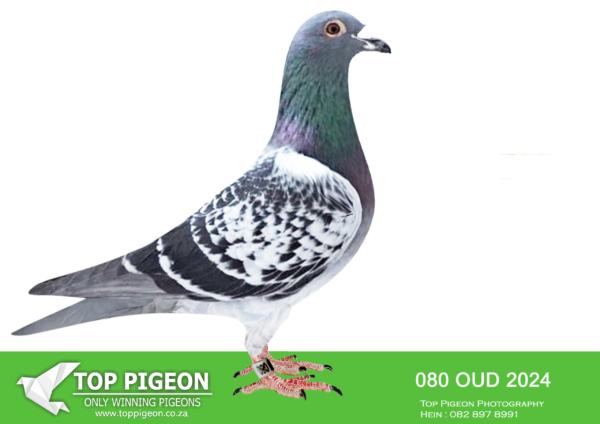 LOT 11 KAROO MILLION SPECIALIST -OUDELUCK – ZA 24 OUD 080 -5TH FINAL , 3RD RACE 4 EQUAL WINNER ,————-SIRE:ZA 511  BORD 2023. 9TH AGAINST BHU AGAINST 1200 PIGEONS ON 480KM.———-DAM:ZA BORD 5421 2022  NAME: Phoenix NAME. PIe YEAR: 2022 TEAN ZUG SEX: hen FAMILY: wingman cOLOR  bluochock  COLOR: blue check Racing  2022-QRPC OLR – 500 birds ( Raced 4 times as  a  baby weaned  Raced 4 times as a baby  weaned in 12th March) March)  Race 2 2 4th Race 6 – First drop Race6-1  29th  Race 7 21st Race 8.SEE PEDIGREE!!!