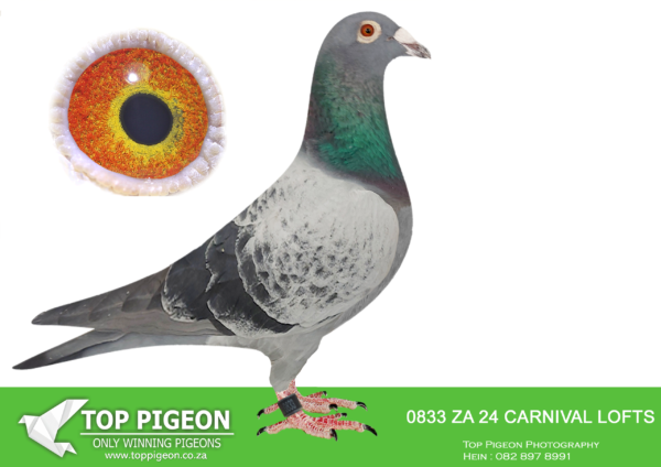 LOT 43 HARRY WILLSON –ZA 24 CARNIVAL LOFTS 0833 -SIRE;22 NL 8552893 Alias “BEST KITTEL’S JEWEL” Strain: BEST KITTEL Color: CHWF Grandson to PIPA BREEDING- “ORLANDO” – Top breeder. ORLANDO when mated to his full sister BELG 4234467/18 their daughter is the granddam to TR 23-34-31850 – 3rd Final Dubai One Loft Race 2023 His ggdam is “MARIEN” – BELG 4202430/18 – Nest sister to “CHRISTIANO” Dam to DV 01769-22-75 – 2nd Ace Pigeon 2022. 1st,2nd,3rd,4th,5th, 1 1th,etc. Also the second Best Pigeon in 2022. Also most recently ggdam to TR 23-34-31850 – 3rd Final.————DAM:22 NL 8553128 Alias “BEST KITTEL X OLYMPIC” Strain: BEST KITTEL X OLYMPIC JUL What a SUPER HEN! Her sire iis a son to – “ORLANDO” – Top breeder. When mated to his full sister BELG 4234467/18 their daughter is the granddam to TR 23-34-31850- 3rd Final Dubai One Loft Race 2023 Her dam Direct daughter to” OLYMPIC JULES” – 1ST OLYMPIC ACE YEARLING 2019 1ST NAT ACE PIGEON KBDB SHORT DISTANCE YEARLINGS 2018 Great Great grand daughter to “YVANO” is Son of “YVAN” – Ist NAT ACE KBDB Middle.SEE PEDIGREE!!!