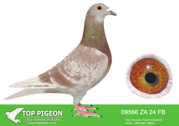 LOT 30 SAIPR AUCTION 2 – Vermeulen loft-za fb 24 09566 · CHALLENGE –