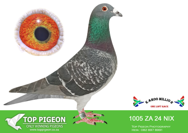 LOT 82 KAROO MILLION OLR – PENNINGTON LOFT-1005 NIX 2024 –