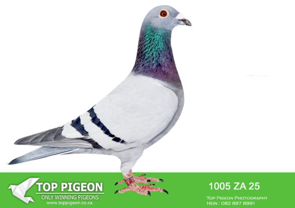 .LOT 5 KAROO MILLION SPECIALIST -JJJ VAN DER LINDE – ZA 25 1005 -2ND FINAL———–SIRE:15390 ZA 15 Alias “”GOLDEN HAWK (JBM)”” Anas Stram: R80 000 X R100 000 X FOUN Color: Blhue Bar FULL BROTHERS AND SISTERS ARE SUPER BREEDERS OF OLR WINNERS.HE BRED “JJJ’S FRONT RUNNER”WINNER 3 rd OLR DINOKENG BARCELONA 2022 AND 7th ACE BIRD OLR DINOKENG 2022, 2937 BPF/D’22 5TH ACE BIRD AT OLR ALL FLIGHT UP UNTIL THE FINAL 2022.———–DAM:862 BPF 24 ZA Strain. JJJ Van Der Linde Color: Blue Bar BRED FOR STOCK FROM TWO CLICK PAIRS.SEE PEDIGREE!!!