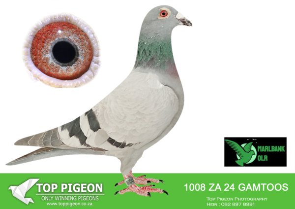 Z..LOT 104 MARLBANK  OLR – SAKKIE V.D. MERWE-ZA-24-GAMTOOS-1008 –