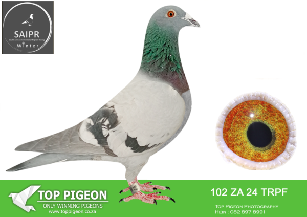 z..LOT 103 SAIPR AUCTION 2 -Adendorf Machines-za trpf 24 102***——5TH HOTSPOT 3 EQUAL WINNER——-SIRE:8344 ZA 20 TRPF. THIS IS A DIRECT GRANDCHILD TO THE LEGENDARY 03 COCK OF KITCHENBRAND LOFTS.———–DAM:3569 ZA 21 TRPF. DIRECTLY BRED OUT OF SUPER BREEDER VIETNAM. THIS IS A GRANDCHILD TO THE LEGENDARY 03 COCK OF KITCHENBRAND LOFTS.SEE PEDIGREE!!!