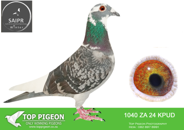 LOT 18 SAIPR AUCTION 2 – Ignis Fire/Radford/Visser-ZA KPUD 1040 2024*** –