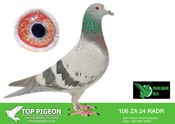 Z..LOT 147 MARLBANK  OLR – RADFORD & PARTNERS-ZA-24-RADR-106 –