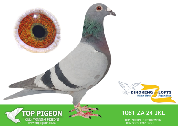 .LOT 1 DINOKENG OLR – EXCLUSIVE PIGEON PARADISE-ZA JKL 24- 1061 HEN —-EPP LAYLA – R3 – 11th R2,500 EQUAL WINNER /R6 – 21st R5,000 , 5TH BIG MONEY WINNING R10000.00———-SIRE: ZA VPU 8964/22, “KALAHARI LION” SIRE TO: -ZA JKL 1061 “EPP MILA”, 10TH DINOKENG FINAL 2025. -ZA JKL 1060 “EPP LAYLA”, 21ST DINOKENG FINAL 2025. -ZA JKL 1063 “EPP ELLA”, 41ST MARLBANKS FINAL.————DAM:PWDU-20-3394 H FLAMING ROCK DE BEERS DUIWE Blue Bar ZA PWDU 3394/20 “FLAMING ROCK”, DAM TO: -ZA JKL 1061 “EPP MILA”, 10TH DINOKENG FINAL 2025. -ZA JKL 1060 “EPP LAYLA”, 21ST DINOKENG FINAL 2025. -ZA JKL 1063 “EPP ELLA”, 41ST MARLBANKS FINAL.SEE PEDIGREE!!!