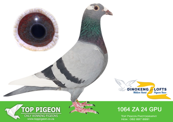 LOT 37 DINOKENG OLR – SMALDEEL-ZA GPU 24- 1064 * HEN – R3 – 8th R5,000 EQUAL WINNER —–SIRE:ZA 2014 37029 CH Cock.———-DAM:PSWU 2018 4634 BB HEN.SEE PEDIGREE!!!