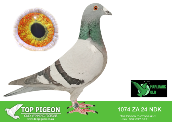 LOT 36 MARLBANK OLR – FEATHER LOFT-ZA-24-NDK-1074 –