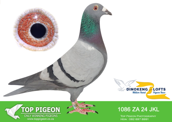 LOT 25 DINOKENG OLR – EXCLUSIVE PIGEON PARADISE-ZA JKL 24- 1086  HEN -R1 -9th R2,500 EQUAL WINNER—–FULL SIBLING TO “ATLANTIS” WHO IS CURRENTLY 29TH BLUE JACKET AFRIKAPRO—–SIRE:3391 ZA PWDU 20 BB “BIRD OF PREY” BREED BY DE BEERS DUIWE FATHER OF ABIGAIL -FLEW 4TH HIOTSPOT 2 (EQUAL WINNER) -FLEW 24TH HOTSPOT 4 SIMON -58TH FINAL KAROO MILLION FATHER OF MY 3 BEST RACERS -7 JKL 22 (FIRST BIRD 3 TIMES) -8 JKL 22 (FIRST BIRD 3 TIMES) -9 JKL 22 (FIRST BIRD 4 TIMES) IVE NEVER HAD A PAIR BREED SUCH SUPERSTARS IN FIRST SEASON PAIRED TO HEN 08115.———–DAM:08115 ZA OERF 2016 BB “DIAMOND STAR” SHE WON 3 UNIONS AS WELL AS BEING FIRST BIRD FOR ME COUNTLESS TIMES MOTHER OF ABIGAIL – FLEW 4TH HIOTSPOT 2 (EQUAL WINNER) -FLEW 24TH HOTSPOT 4 SIMON – 58TH FINAL KAROO MILLION MOTHER OF MY 3 BEST RACERS -7 JKL 22 (FIRST BIRD 3 TIMES) -8 JKL 22 (FIRST BIRD 3 TIMES) -9 JKL 22 (FIRST BIRD 4 TIMES) IVE NEVER HAD A PAIR BREED SUCH SUPERSTARS IN FIRST SEASON PAIRED TO HEN 3391.SEE PEDIGREE!!!!