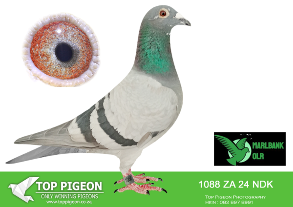 Z..LOT 150 MARLBANK  OLR – FEATHER LOFT-ZA-24-NDK-1088 –