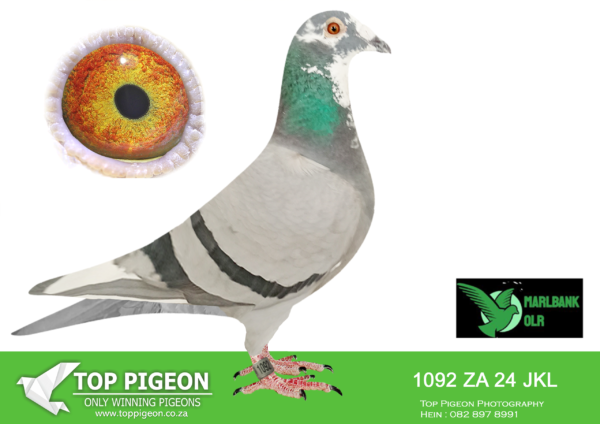 .LOT 9 MARLBANK OLR – EXCLUSIVE PIGEON PARADISE 2-ZA-24-JKL-1092 –