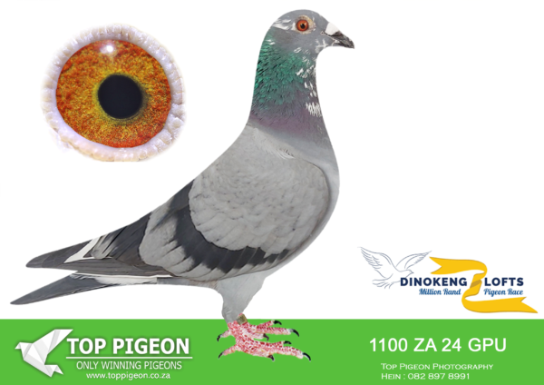 LOT 36 DINOKENG OLR – KOEKEMOER & JOE GOMES-ZA GPU 24- 1100 HEN – R3 -2nd – R12,500 EQUAL WINNER /R5 – 6th R10,000 EQUAL WINNER ———–SIRE:Cyril 2022 328 BB Cock.———-DAM:NFS 2019 11166 Griz Hen.SEE PEDIGREE!!!