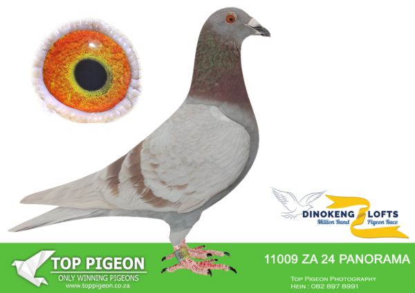 LOT 48 DINOKENG OLR – TEAM WOUTERS-DEBECKER-ZA PANORAMA PS 24- 11009 COCK  -R6 – 6th R55,000 ———SIRE::BPPD6673/2022 STAY AND BREED IN SA . Son of best breeding cock———–DAM:: BPPD6674/2022 STAY AND BREED IN SA.. GINO CLIQUE/HOUBEN.SEE PEDIGREE!!!!