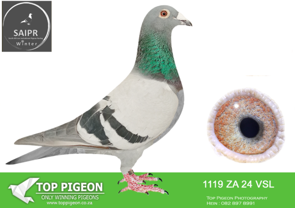 LOT 75 SAIPR AUCTION 2 – Pigeon Palace 1-ZA VSL 1119 2024*** -BRED BY VAN SCHOOR LOFTS -SIRE:063 DAN 6303 17 “DANA” Colou BB “KANIBAAL” 16TH ACE BIRD AT MDPR AND WAS 42 IN THE FINAL.SUPER BREEDER HIS DAUGHTER FLEW 12TH FINAL SAPIR 2022 AND WAS 22TH ACE BIRD. VAN DYCK-MELDGARD.————DAM:200 VSL 18 “DIRKIES GIRL” Colou BB MDPR ACES FATHER DIRKIE: 5TH ACE & 40TH FINAL”18 KONSTANTIN 1ST MDPR 2007 SCHALKE 04 2ND MDPR 2007 DR. FEELGOOD 3RD MDPR 2007 RYANS ACTION 5TH MDPR 2007 ZANDER 6TH MDPR “07 BIRDY 10TH MDPR “08 MOTHER FLEW 20TH MDPR FINAL.SEE PEDIGREE!!!!