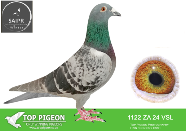 z..LOT 105 SAIPR AUCTION 2 -Johan Smalberger-ZA VSL 1122 2024*** -SIRE:7475 ZA CYRL 23 JOE’S MIX. SIRE IS FULL BROTHER TO MIX FINAL WINNER OF SAMDPR 2018 BREAK AWAY WIM BY 18 MIN AHEAD AGAINST 2627 BIRDS VEL 1051.374M/M WINNING 200 000.00 DOLLARS. HIS FULL BROTHER MIX-MAN OPENING BID ON GADINS SALE WAS R300 000. 00.———–DAM:1648 ZA WPU 21 SIS TOONTJIES Colou BB ORNAT/ROCKET/MONA LISA BRED FOR STOCK.SEE PEDIGREE!!!