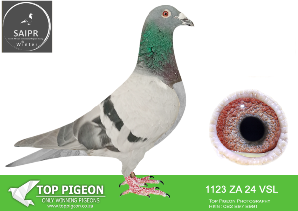 z..LOT 104 SAIPR AUCTION 2 -Velocity Racers-ZA VSL 1123 2024 ·  -SIRE:7475 ZA CYRL 23 JOE’S MIX. SIRE IS FULL BROTHER TO MIX FINAL WINNER OF SAMDPR 2018 BREAK AWAY WIM BY 18 MIN AHEAD AGAINST 2627 BIRDS VEL 1051.374M/M WINNING 200 000.00 DOLLARS. HIS FULL BROTHER MIX-MAN OPENING BID ON GADINS SALE WAS R300 000. 00.———–DAM:1648 ZA WPU 21 SIS TOONTJIES Colou BB ORNAT/ROCKET/MONA LISA BRED FOR STOCK.SEE PEDIGREE!!!