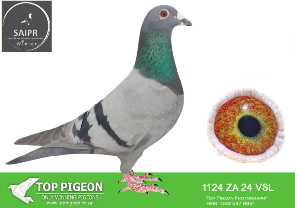 LOT 14 SAIPR AUCTION A – Johan Smalberger-ZA VSL 1124 2024*** -SIRE:1215 ZA WPU 23 Colou BB INBRED ROCKET X MONALISA.——–DAM:1221 ZA WPU 23 SAREL SE HEN Colou BB GANUS/KAASBOER.SEE PEDIGREE!!!