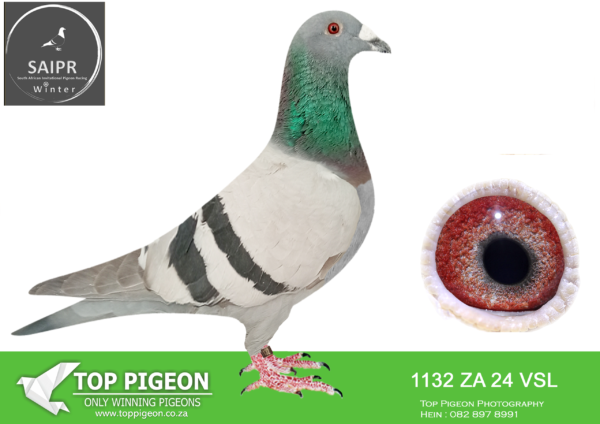 z..LOT 125 SAIPR AUCTION 2 -VSL 2-ZA VSL 1132 2024*** -SIRE:22680 ZA 22 QUANTUM OF HARRY Colou BB HOOYMANS CROSS HALF BROTHER OF HOOYKIT 2ND ACE AT SAIPR 2022 BRED OUT OF THE SIRE OF THE 1ST ACE BIRD AND THE DAM OF THE 2ND ACE BIRD. BRED HOTSPOT 3 WINNER ZA VSL 145 WITH 361 AND ALSO FLEW 17TH FINAL SAPIR WINTER 2024.———DAM:10739 ZA 21 ORNAT HEN Colou BB ORNAT/SORAIA MOTHER TO WINNER OF THE CHALLANGE RACE SAPIR FINAL SUMMER RACE 2024 6TH FINAL OVERALL.SEE PEDIGREE!!!