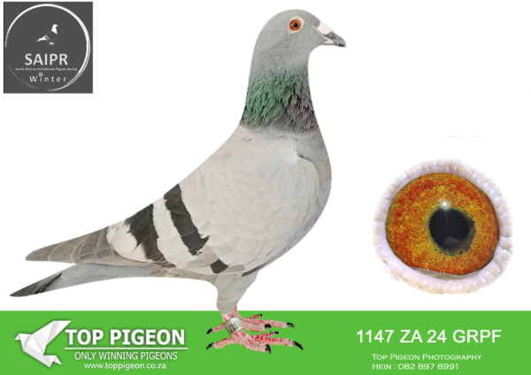 LOT 49 SAIPR AUCTION 2 – SPARKS-ZA GRPF 1147 2024*** –