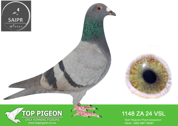 LOT 26 SAIPR AUCTION A – VSL 2-ZA VSL 1148 2024*** -SIRE:1301 ZA KRPD 21 SILVER BOSS Colou BB ACE LINE BRED OUT OF GRD FATHER 2ND MDPR EQUAL WINNER OKATANRUNE AND 6TH ACE PIGEON MDPR AND GRD MOTHER MJ1 6TH PLACE FINAL MDPR AND ALSO 6TH ACE PIGEON MDPR.GRD FATHER SAID IN SPUN SILVER 2ND MDPR KNOCK OUT WINNER 4TH ACE AND GRD MOTHER ROBBEN———DAM:25502 ZA OVRF 23 “HOOYMANS 502” Colou BC BEST KITTEL CROSS DAM TO ZA VSL 161 /23 10TH FINAL AT SAIPR 2024 WINTER HALF SISTER TO EQUAL WINNER AND 2ND ACE BIRD SAPIR 2022 “HOOYKIT” SOLD FOR R250 000.00 AND ALSO THE HALF SISTER TO EQUAL CHALLENGE RACE WINNER SAPIR 2022.SEE PEDIGREE!!!