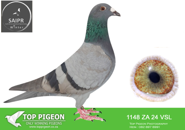 LOT 26 SAIPR AUCTION A – VSL 2-ZA VSL 1148 2024*** -SIRE:1301 ZA KRPD 21 SILVER BOSS Colou BB ACE LINE BRED OUT OF GRD FATHER 2ND MDPR EQUAL WINNER OKATANRUNE AND 6TH ACE PIGEON MDPR AND GRD MOTHER MJ1 6TH PLACE FINAL MDPR AND ALSO 6TH ACE PIGEON MDPR.GRD FATHER SAID IN SPUN SILVER 2ND MDPR KNOCK OUT WINNER 4TH ACE AND GRD MOTHER ROBBEN———DAM:25502 ZA OVRF 23 “HOOYMANS 502” Colou BC BEST KITTEL CROSS DAM TO ZA VSL 161 /23 10TH FINAL AT SAIPR 2024 WINTER HALF SISTER TO EQUAL WINNER AND 2ND ACE BIRD SAPIR 2022 “HOOYKIT” SOLD FOR R250 000.00 AND ALSO THE HALF SISTER TO EQUAL CHALLENGE RACE WINNER SAPIR 2022.SEE PEDIGREE!!!