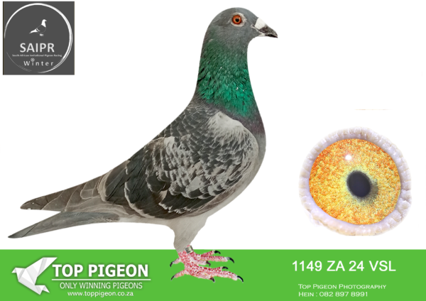 z..LOT 116 SAIPR AUCTION 2 -VSL 3-ZA VSL 1149 2024 ·  —-3RD HOTSPOT 4—-SIRE:1301 ZA KRPD 21 SILVER BOSS Colou BB ACE LINE BRED OUT OF GRD FATHER 2ND MDPR EQUAL WINNER OKATANRUNE AND 6TH ACE PIGEON MDPR AND GRD MOTHER MJ1 6TH PLACE FINAL MDPR AND ALSO 6TH ACE PIGEON MDPR.GRD FATHER SAID IN SPUN SILVER 2ND MDPR KNOCK OUT WINNER 4TH ACE.———–DAM:25502 ZA OVRF 23 “HOOYMANS 502” Colou BC BEST KITTEL CROSS DAM TO ZA VSL 161 /23 10TH FINAL AT SAIPR 2024 WINTER HALF SISTER TO EQUAL WINNER AND 2ND ACE BIRD SAPIR 2022 “HOOYKIT” SOLD FOR R250 000.00 AND ALSO THE HALF SISTER TO EQUAL CHALLENGE RACE WINNER SAPIR 2022.SEE PEDIGREE!!!