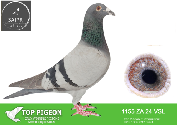 LOT 32 SAIPR AUCTION B -VSL 1-ZA VSL 1155 2024*** –